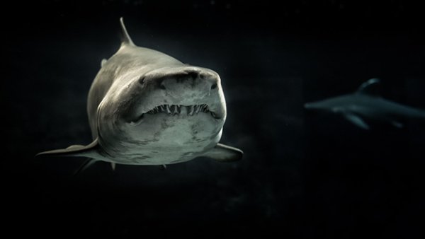 Shark-1
